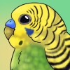 Budgie Beetle